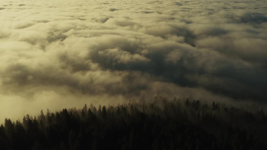 Thick clouds over a forest