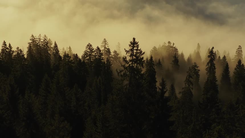 Fog hovering over pine trees in the forest