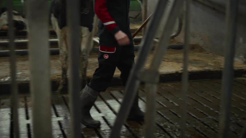 The video shows a farmer or worker in red and black work gear and rubber boots walking through a dairy barn or cow shed the ground features a slatted floor over a manure collection pit with black and white cows visible in stalls on eithe