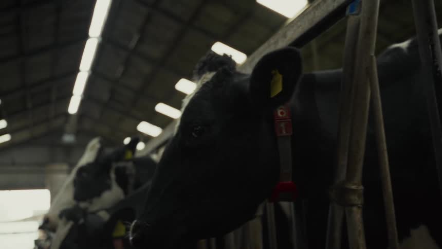 A row of dairy cows feeding inside a farm stable