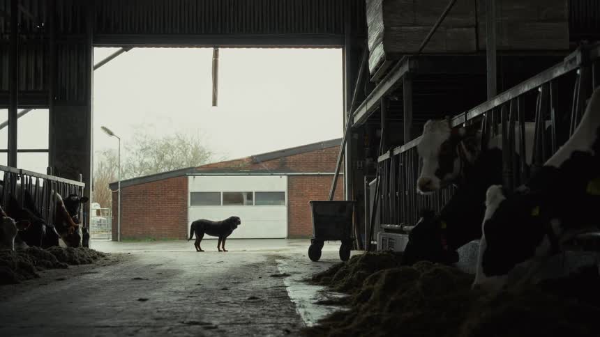 Cattle in a barn eat fodder while a dog stands and watches