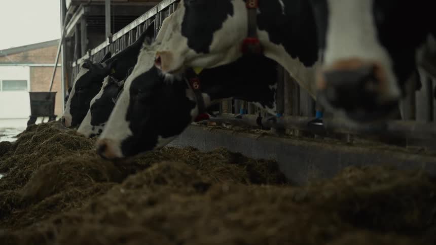 Cattle stick their heads through the rails and eat their fodder