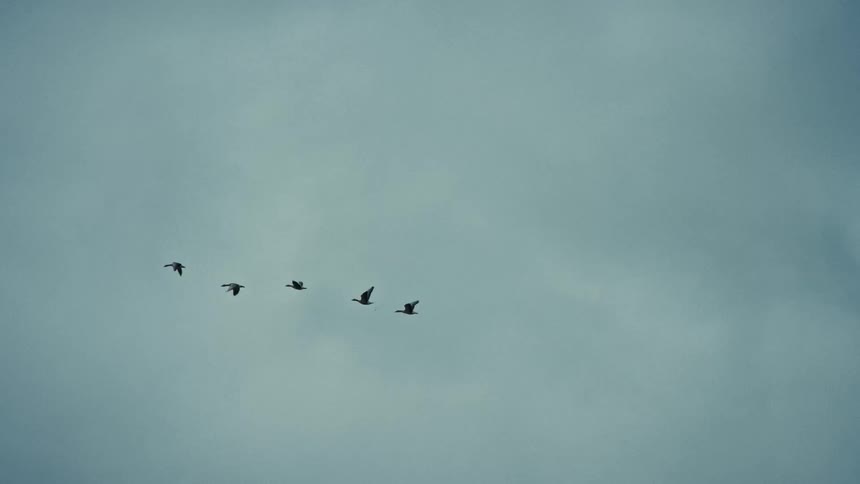 A wide shot shows a small flock of five dark birds flying in a v formation across a pale overcast blue sky