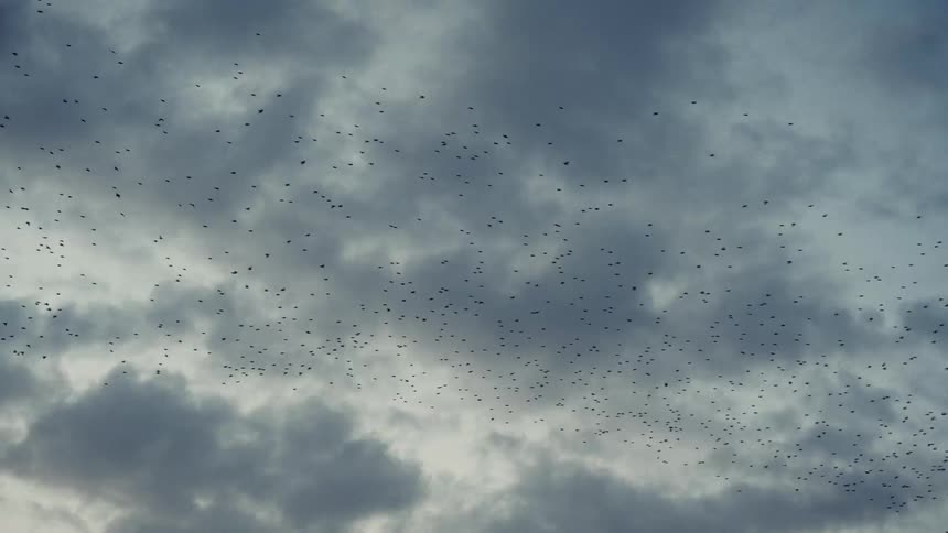 A dark clouded sky filled with a wide scattering of small birds in flight