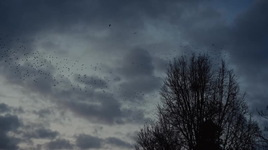 A flock of black birds fly over bare trees against a dark cloudy sky