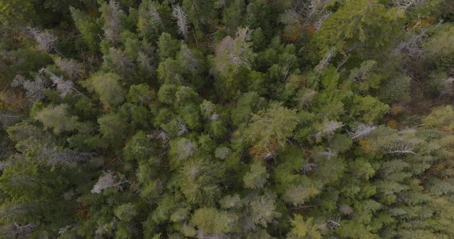 Aerial view of a dense forest with trees in shades of green and brown