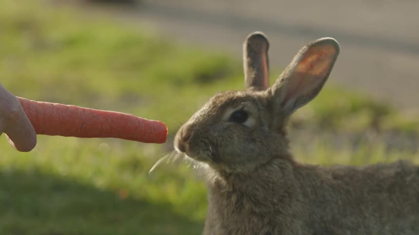 The video is a closeup of a wild rabbit in a grassy area taking small bites from a large orange carrot being held out by a persons hand the rabbits whiskers twitch as it nibbles on the offered vegetable