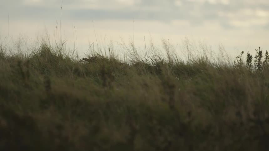 A field of tall grass swaying and bending due to the wind the texture of the grass dominates the foreground and a pale overcast sky fills the background above the horizon line