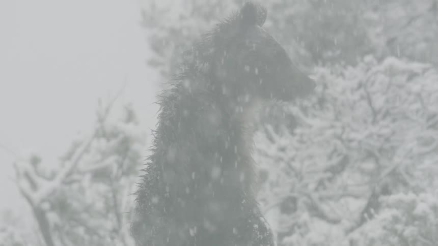 A medium view of a large brown bear standing up on its hind legs in a snowy forest as heavy flakes fall from the white sky