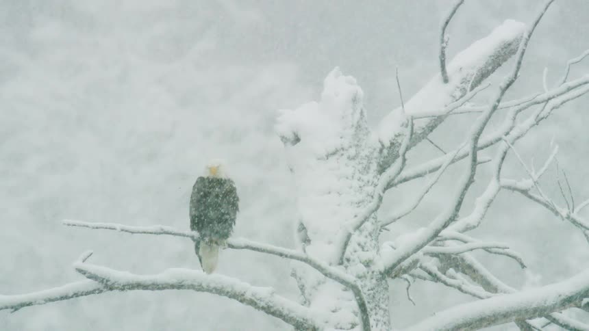 Bald eagle perched on a tree during a snow storm