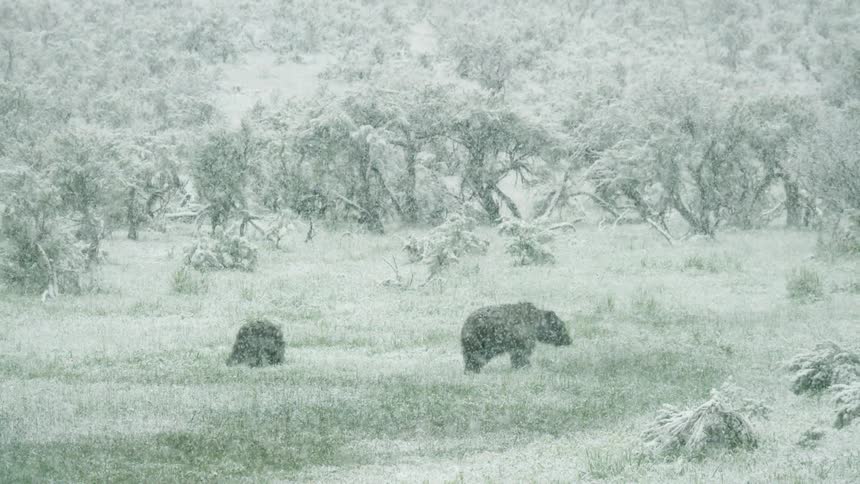 Mother bear and cub walking in a snow storm in the wilderness