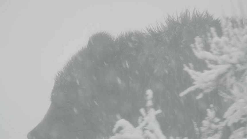 The bear is walking during a snow storm