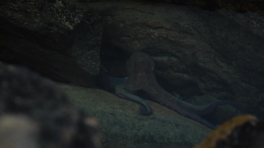 An octopus slithers into an underwater cave