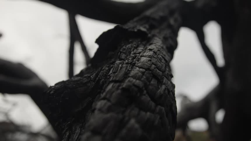 The camera focuses close on a charred tree trunk with dark cracked bark while bare branches extend out against a pale overcast sky