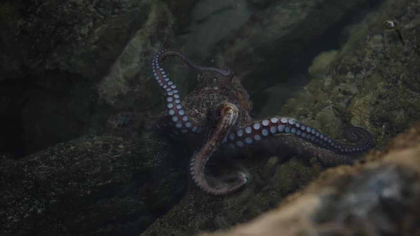 An octopus swimming in the sea over rocks with its tentacles