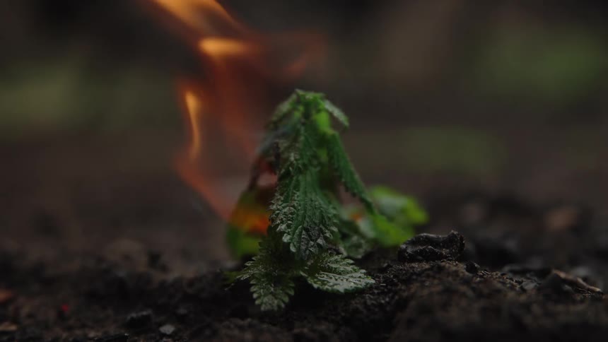 The leaves are burning