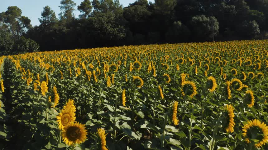 A wide view shows a vast sunny sunflower field with hundreds of mature yellow flowers and green stems backed by a line of dark green trees under a clear blue sky
