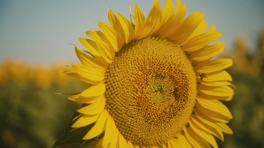 Closeup of a bee pollinating a bright sunflower in a sunny field