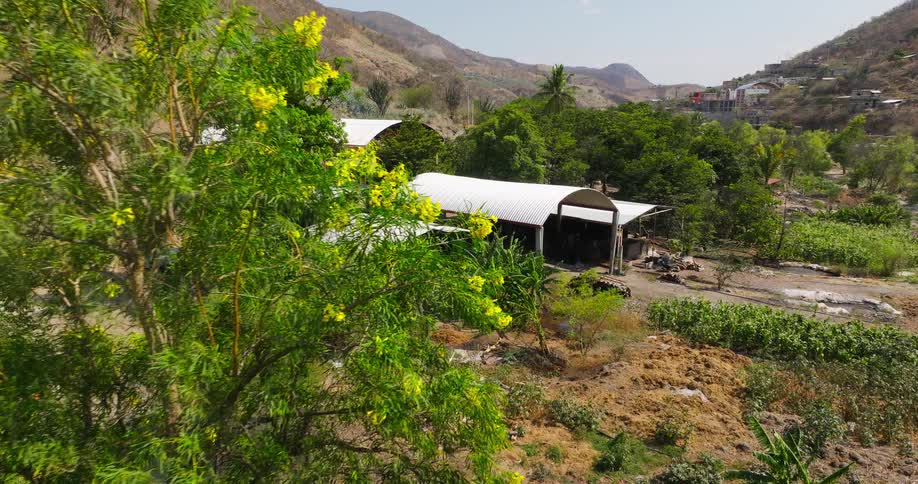 An elevated view of an outdoor distillery with white corrugated metal roofs surrounded by flowering yellow trees and lush green foliage in a valley with dry hillsides and a distant village