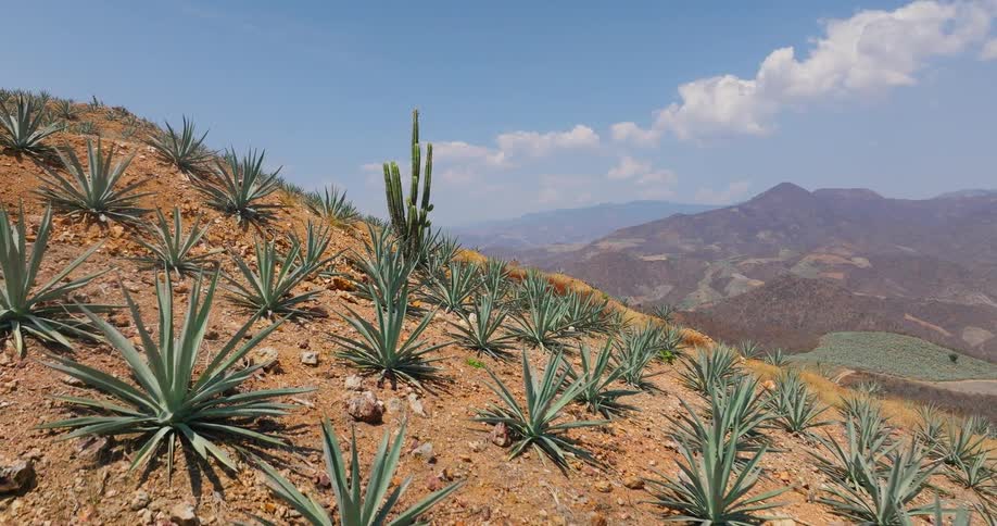 A steep redbrown hillside is covered in rows of small agave plants under a bright blue sky with a tall cactus rising among the crop overlooking a mountain range in the distance