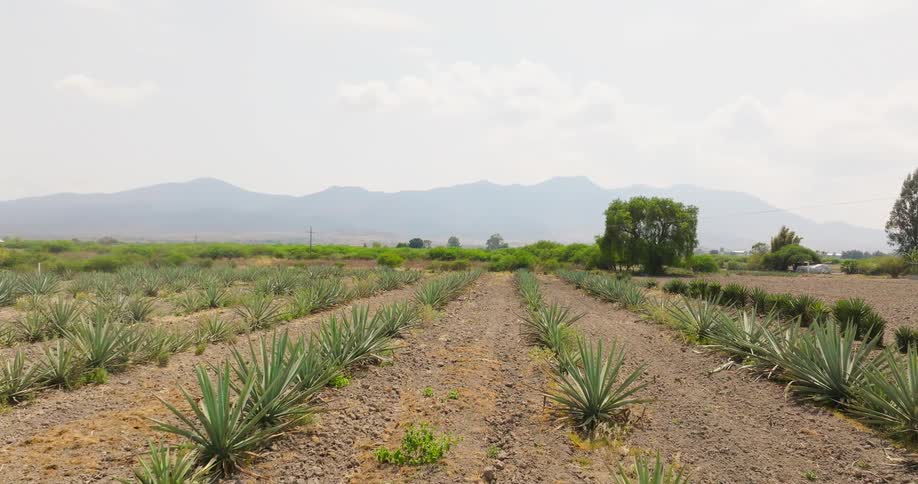 Wide shot of a large agave field with rows of small green plants on dry brown dirt leading toward distant hazy mountains under a bright midday sky