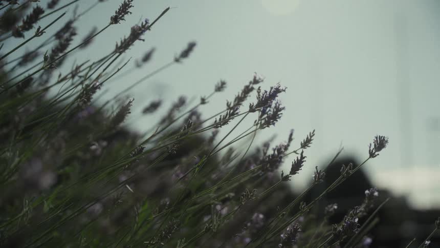 Blooming lavender sways in the wind with cloudy sky in the background