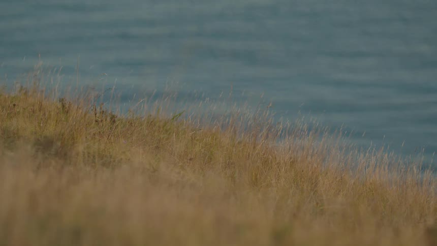 Dry grass and vegetation moves in the breeze overlooking water on the coast