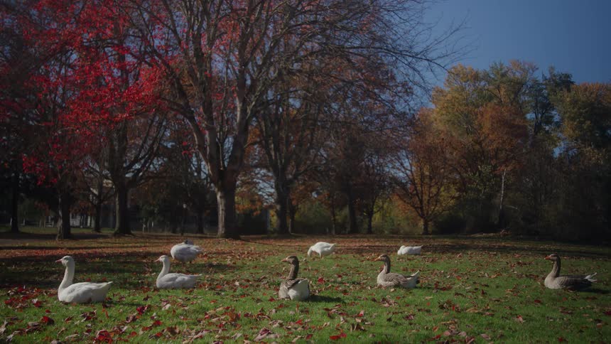 Ducks relaxing in a park with trees in fall colors