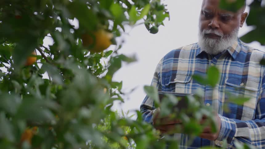 A farmer with a long white beard wearing a blue plaid shirt stands among green orange trees looking intently at a digital tablet he holds in his hands