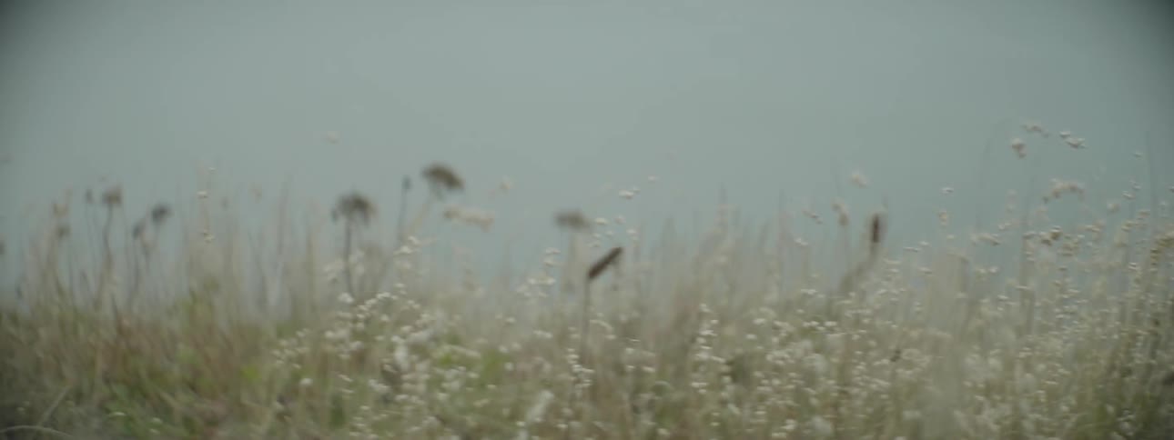 Grass grows in a field