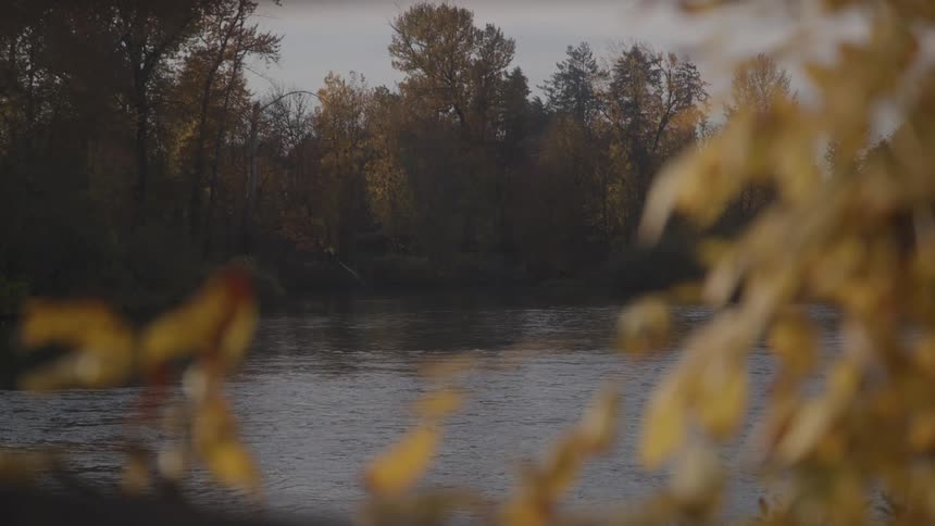 A flowing river in a forest area during daytime