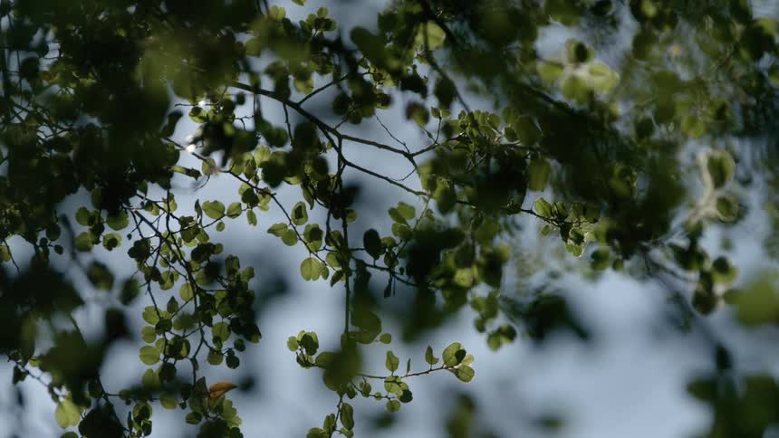 Delicate green leaves hang from thin branches swaying gently against a soft outoffocus background