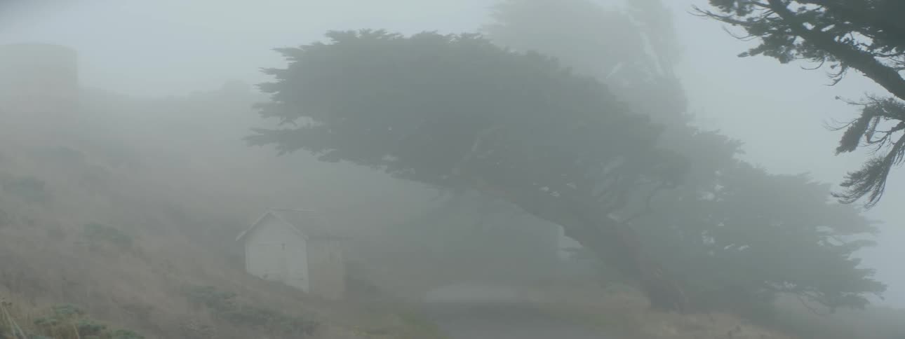 Heavy fog is covering this small shed by a tree