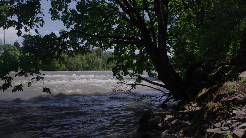 A large leafy tree casts a shadow over the rocky riverbank as the wide fastmoving river churns with white rapids under a bright sky