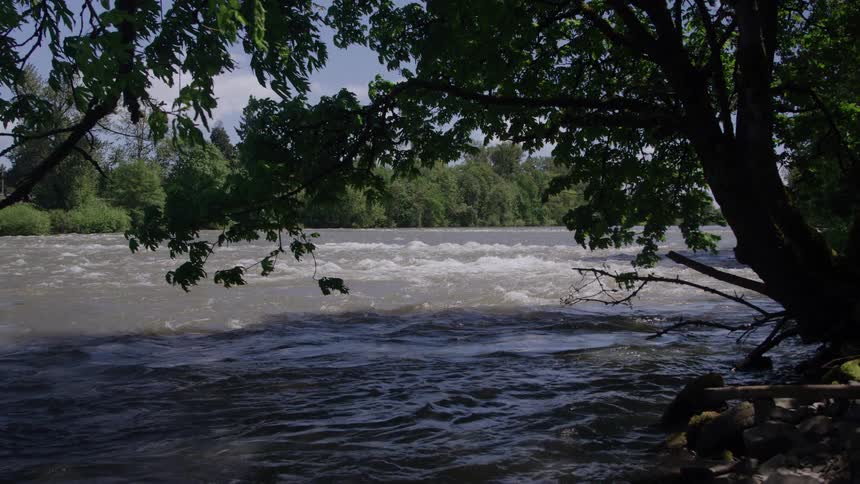 A fast flowing river ripples under overhanging leafy trees on a sunny day