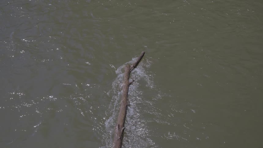 Water in a river flows around a tree that has fallen into it