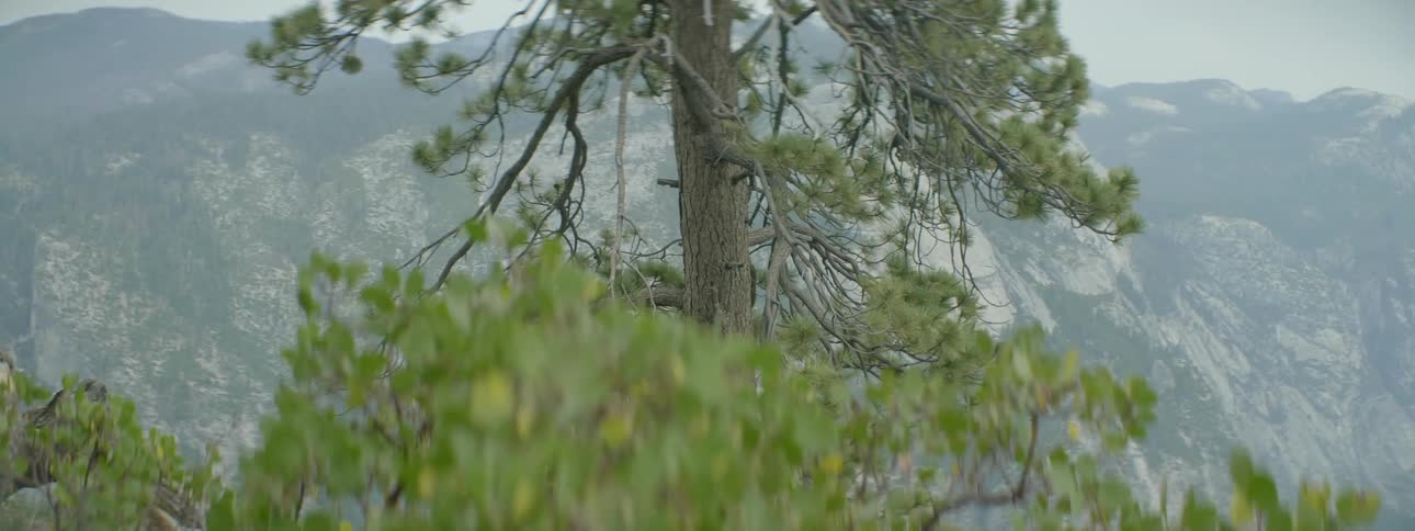 A tall tree is on a mountain top