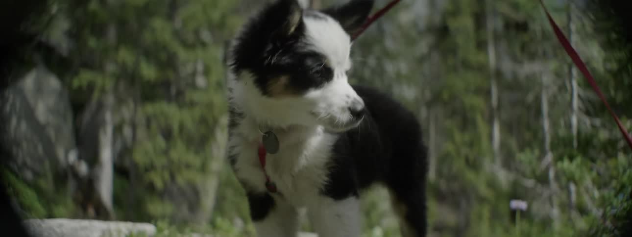 A person holds a dog leash with a puppy