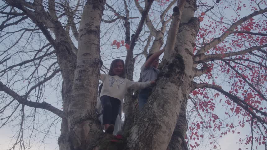 The children are climbing up the tree