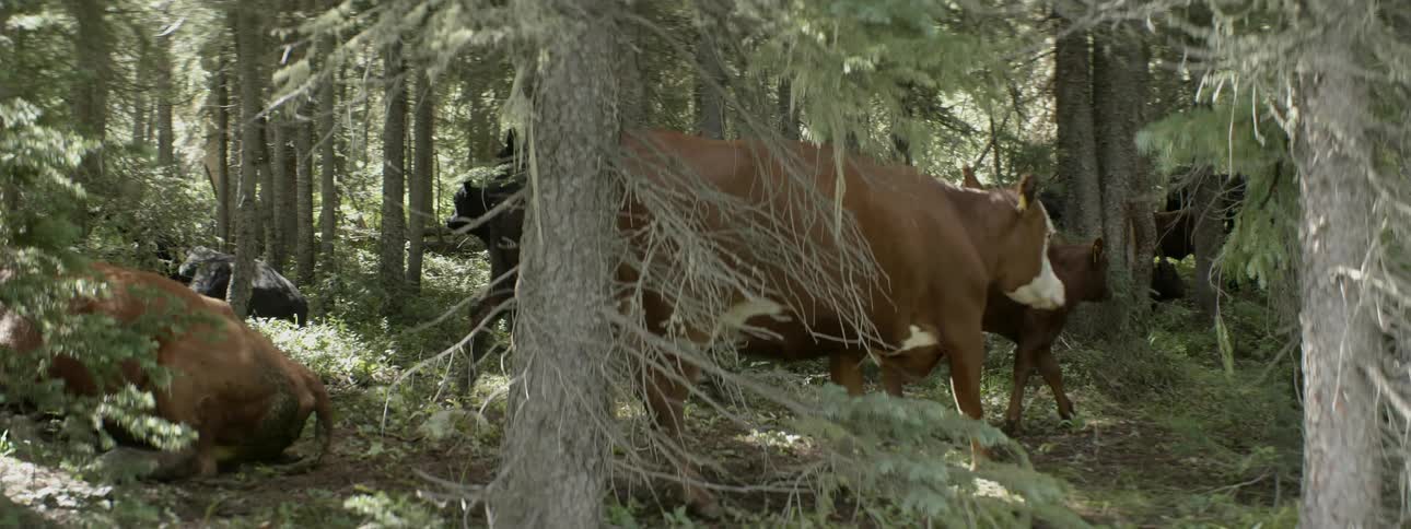 Cows walk in a forest