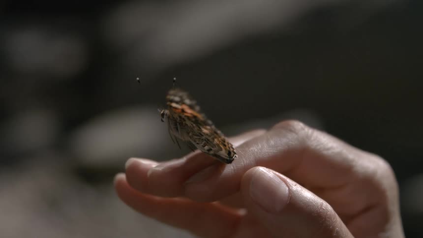 Close up of a butterfly flying away from a persons fingers outdoors during daytime