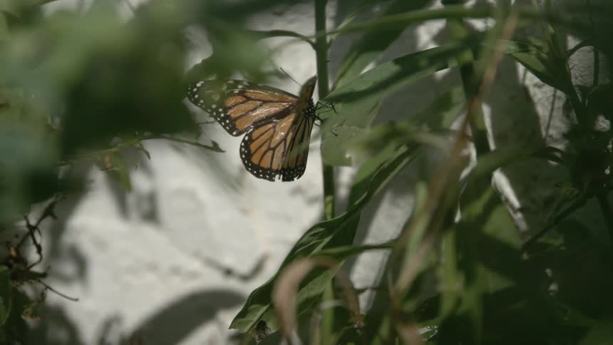 Closeup of a monarch butterfly with slightly tattered wings resting on green foliage