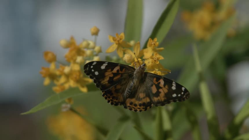 Butterfly pollinating on small yellow flowers outdoors