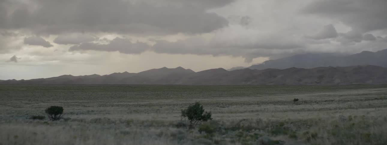 A bush in the middle of a field on a overcast day