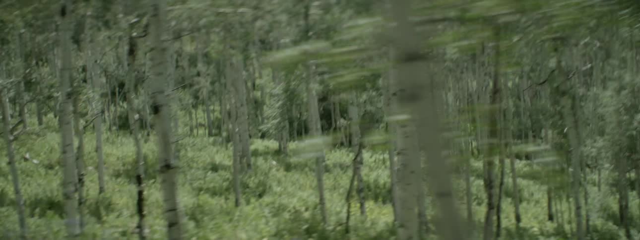 A wooded area of thin trees