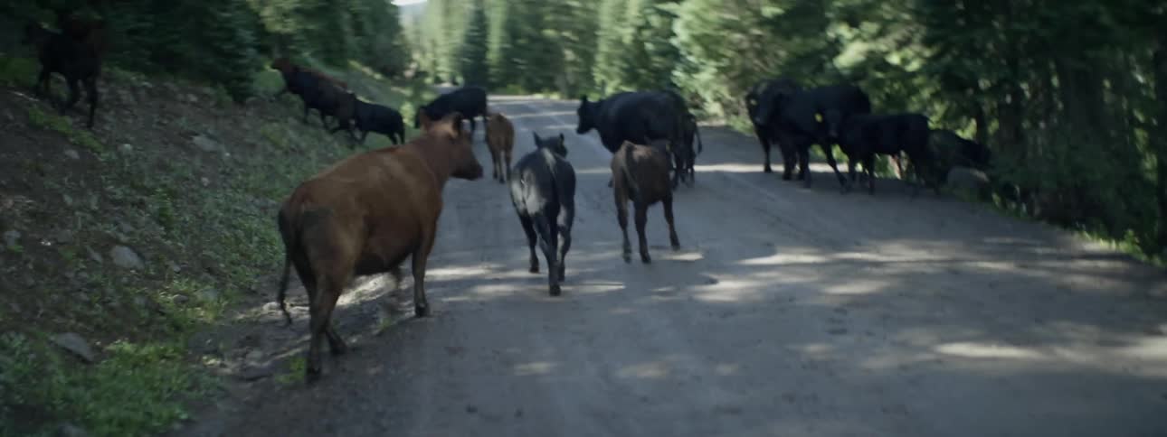 Cattle walking down a tree lined country path