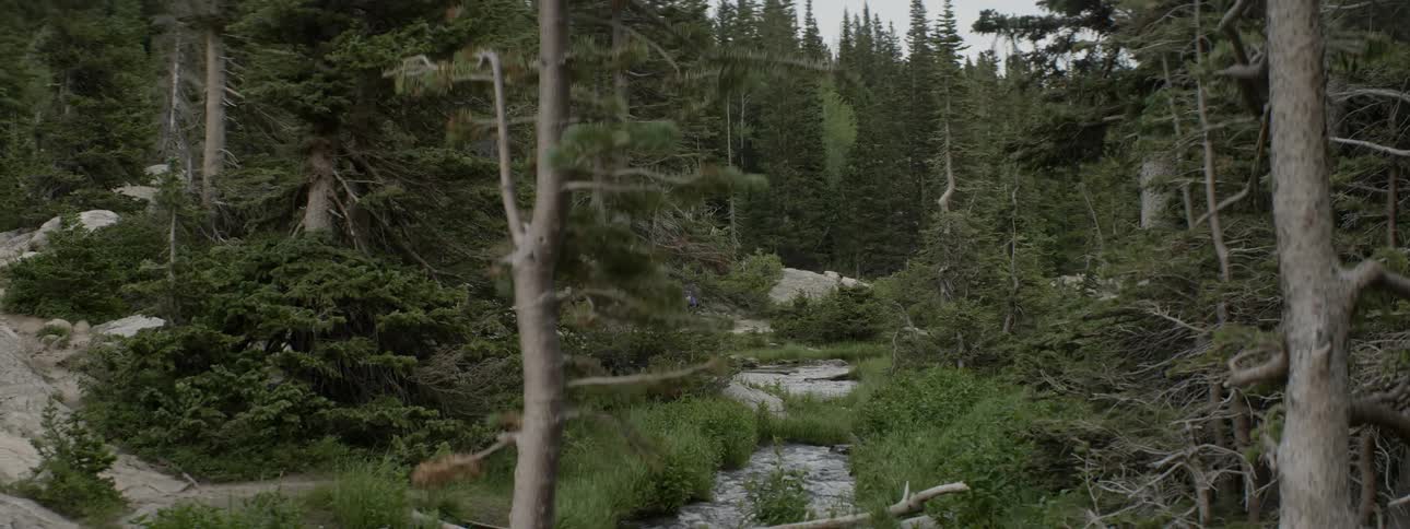 The stream has a bunch of branches blocking one end
