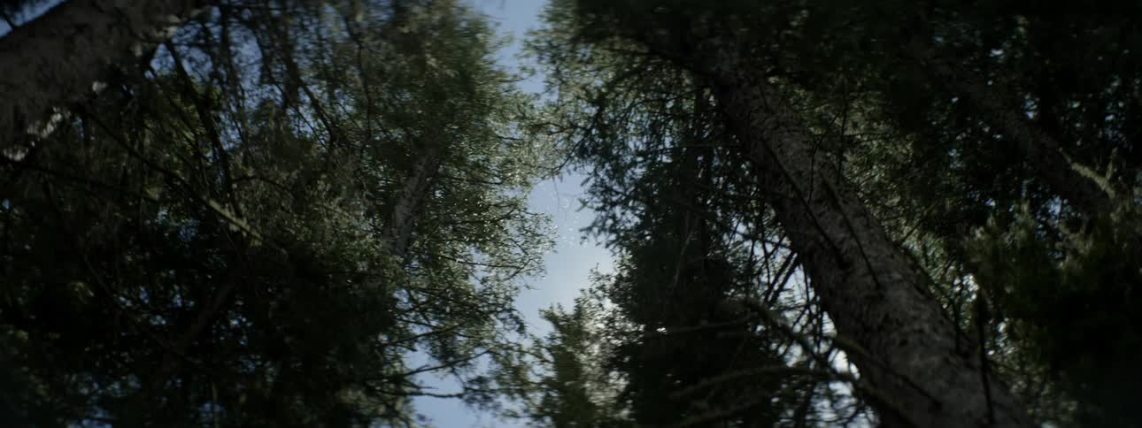 Bugs fly around near the tree tops