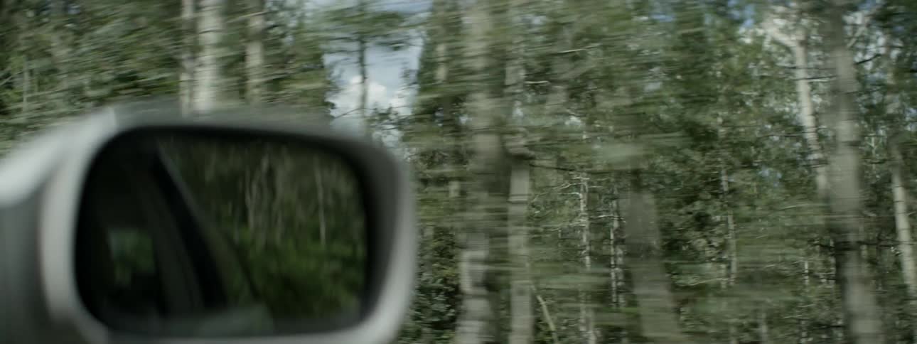 Car traveling next to trees in dense forest on sunny day