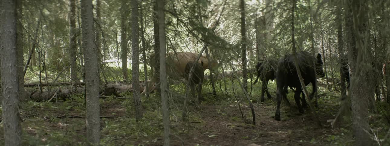 Cows walk through a forested area